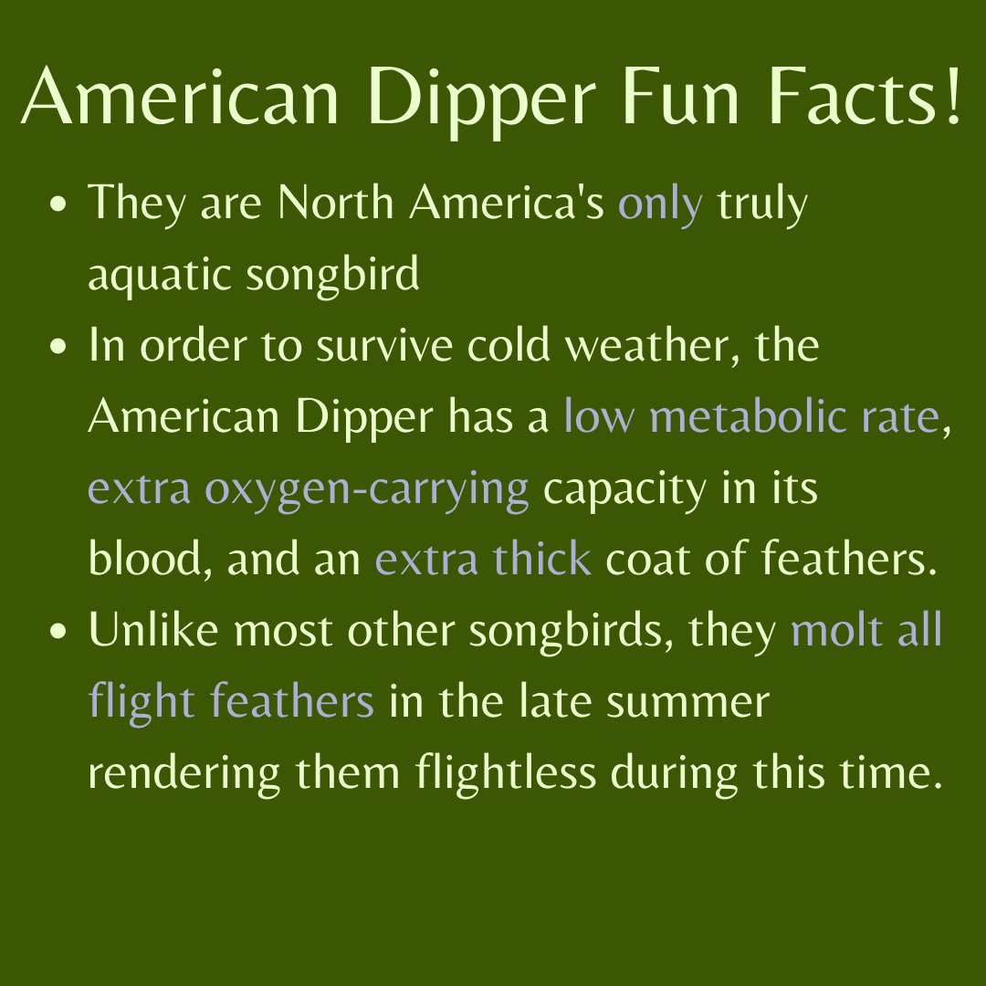 Wingin' It Wednesday! Learn more about the American Dipper, North America's only aquatic songbird.
