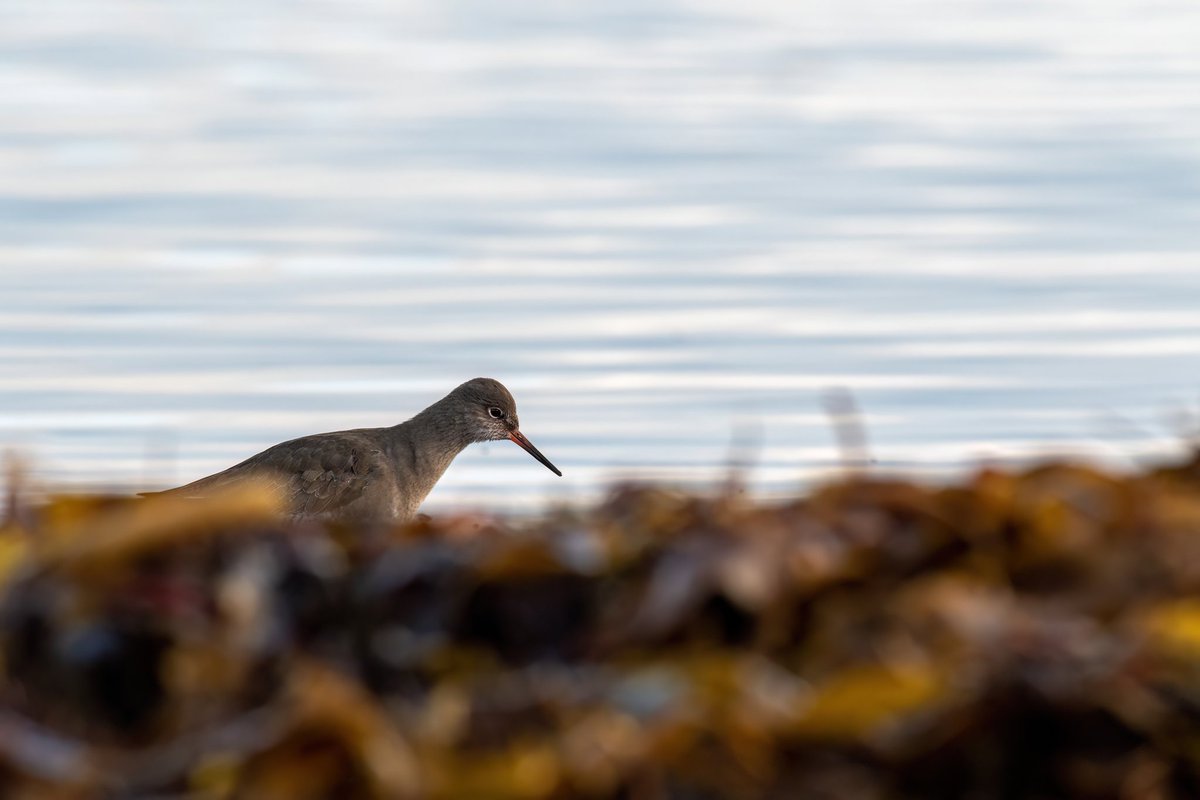 Searching for dinner... 

#birdwatching #irishwildlife #birdphotography #BBCWildlifePOTD #gardenlife #animals #nature #naturephotography #naturelover #birdwatchireland #irishwildlifetrust 
#photooftheday #wildlife_photography #birdwatcher #birdwatchers #birdsofinstagram #birds