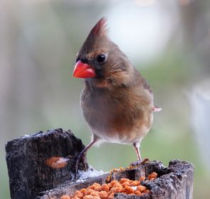 Wild Birds Unlimited Guelph tweet media