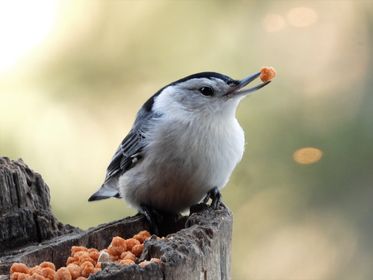 Wild Birds Unlimited Guelph tweet media