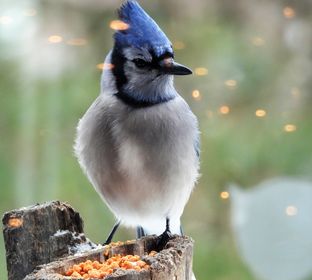 Wild Birds Unlimited Guelph tweet media