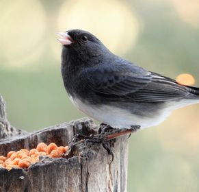 We love it when our customers send us photos! Gerry shared these wonderful images of his birds enjoying some high-energy Bark Butter Bits! 🐦😋 #backyardbirds #barkbutterbits