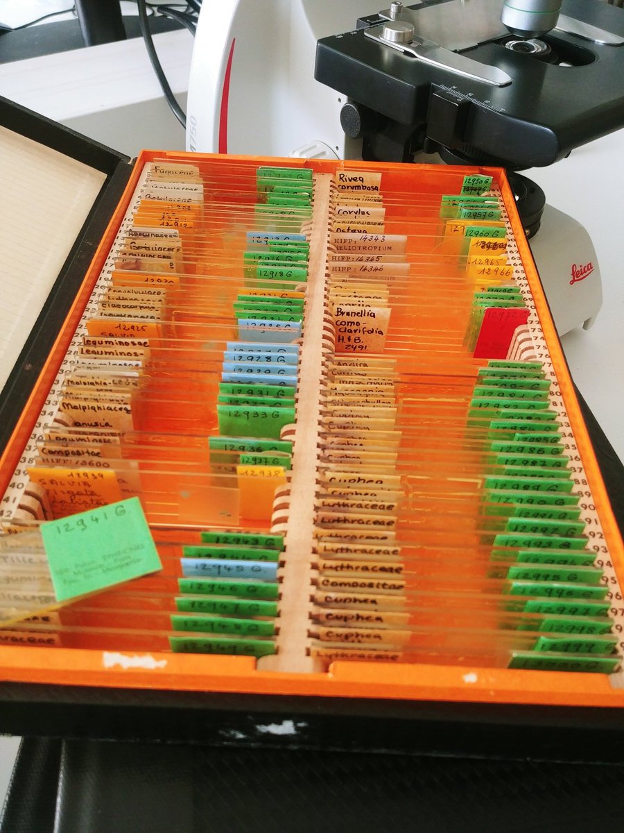 MescalProject's tweet photo. #Dec21 The #ReferenceCollection. 1, 27, 17353 slides containing the pollen of known species. This way we can observe the features of the different pollen grains. The more species you have, the better. Can you say why we have different colors at @isemevol's?  #AdventPolendar https://t.co/VJaizqfu8a