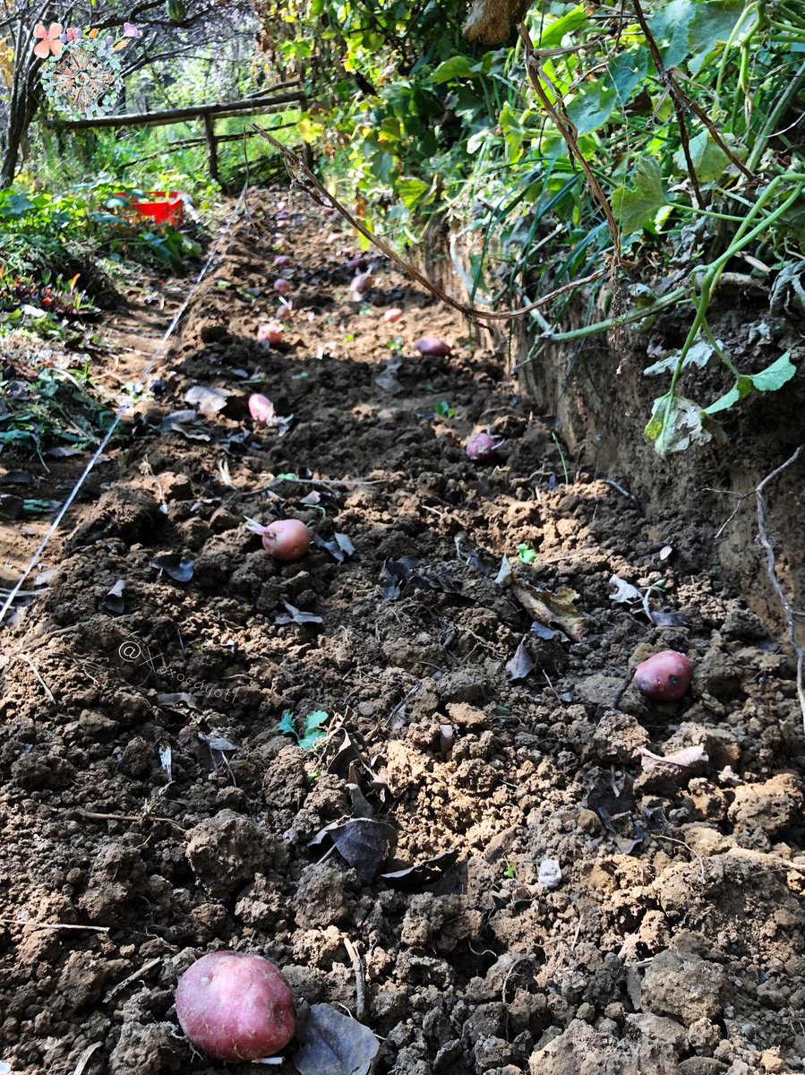 xoxocayotl's tweet photo. Llegando al #MiércolesDeHuerto mandando buena vibra a @unhuertoencdmx 🍉 Ayer tuvimos una ardua tarea con nuestro amigo Paco Nava 🥦 Ya casi en #Luna 🌑#Sembramos algunas #Chilcamohtli/#Papas #Rojas en una cama recién preparada 🥔 Esperamos #Cosechar a principios de #Primavera 🌽 https://t.co/J0aBLLlaWw