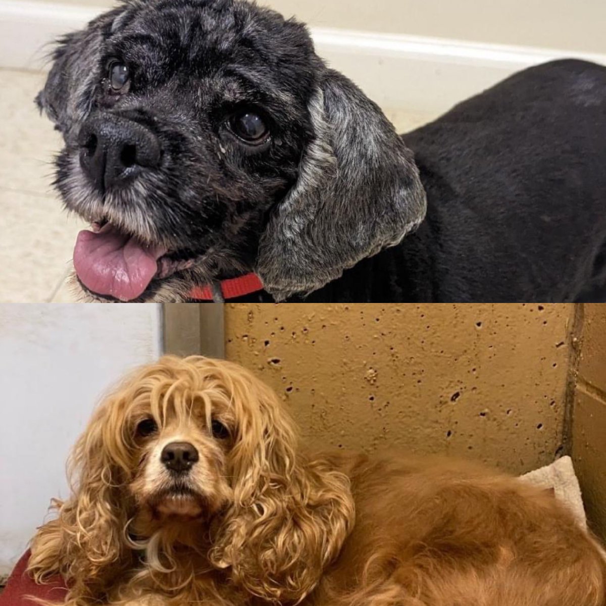 foreverpaws's tweet photo. This is Duke and Daisy!
They are both cocker spaniels and we would LOVE to keep them together! They've been together for Daisy's entire life and we would hate to have to split them up. Daisy is 6 and Duke is 10
#animalshelter #shelterdog #cockerspaniel #cockerspanielworld https://t.co/h9yQMhcExP