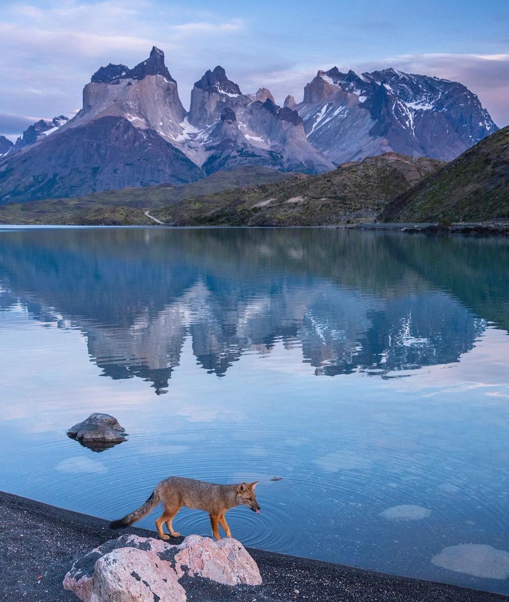 tdhalleine's tweet photo. Estaba esperando los colores del amanecer en Torres del Paine cuando esté joven zorros Culpeo se acercó, me pasó a saludar, fue a tomar un poco de las aguas cristalinas del lago Pehoé antes de desaparecer en la vegetación. Que bella es la naturaleza. 🦊#Patagonia #Chile 🇨🇱 https://t.co/DcFdr6x9Q1