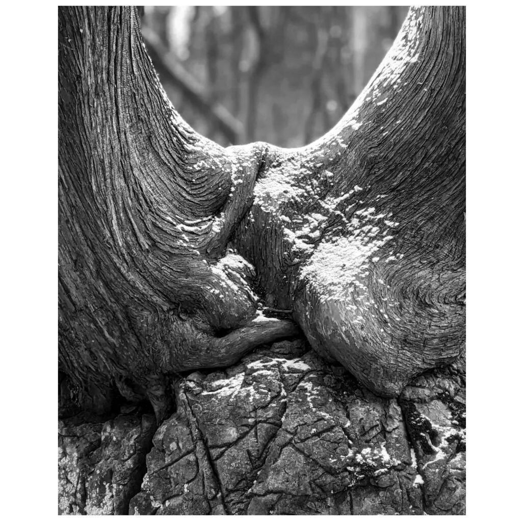 LiveFromGround's tweet image. Shoulder to shoulder, Rock Point. Burlington with @corn_snow_qwing #VT. #outside #monochrome #trees #winter #snapshot #Vermont instagr.am/p/CmcTSIDPIBP/
