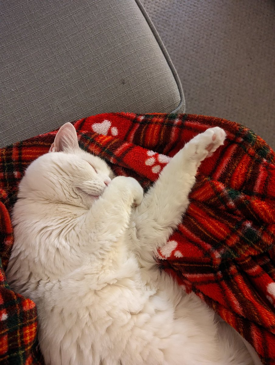 RachelWP_IAG's tweet photo. I'm sat feeling inspired by all the amazing athletes and reminiscing about the unbelievable sporting achievements of this year; all whilst my cat dreams of being Usain Bolt... #SPOTY https://t.co/iLaK2HCoj5