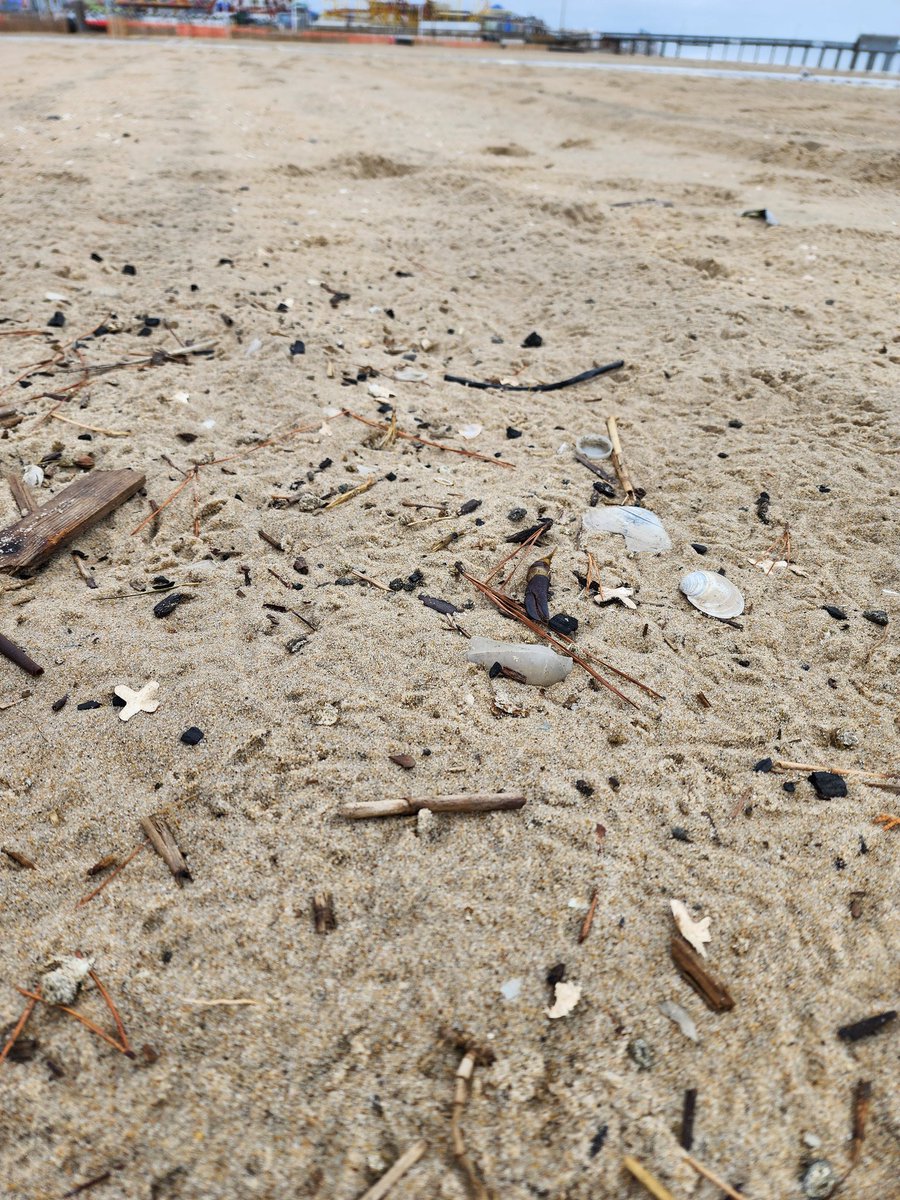 MissMcButterfly's tweet photo. Dear @TownofOceanCity #OceansCalling in #OCMD is causing a negative environmental impact. I love the idea of the concert but 3 months after a concert didn't happen and it's still a mess. #LeaveOnlyYourFootprints https://t.co/xHmxUw102W