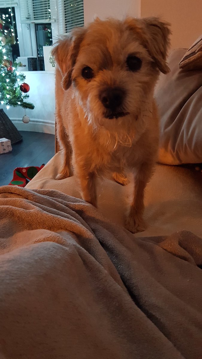 baggins_tilbo's tweet photo. That Mince pie looks  very yummy  Hoomum..🥧🎄☕ https://t.co/VVgqZCTAH6