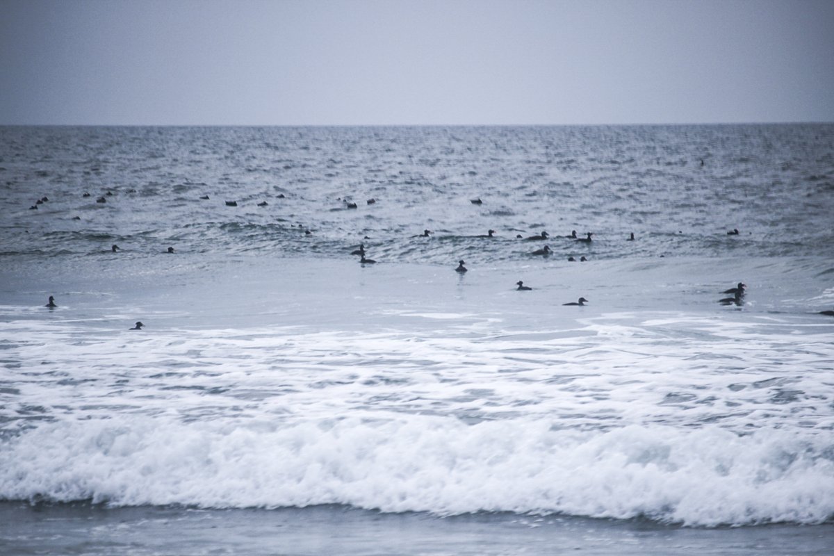 CaStateParksSD's tweet photo. Now is a great time to see the 100s of Surf Scoter sea ducks that are floating near #SilverStrandStateBeach. These ducks migrate north as far as Alaska during summer. On Sats from 3-5 pm we will have an interpreter with a spotting scope at the park so you can take a closer look! https://t.co/VZ3NK2Xcl8