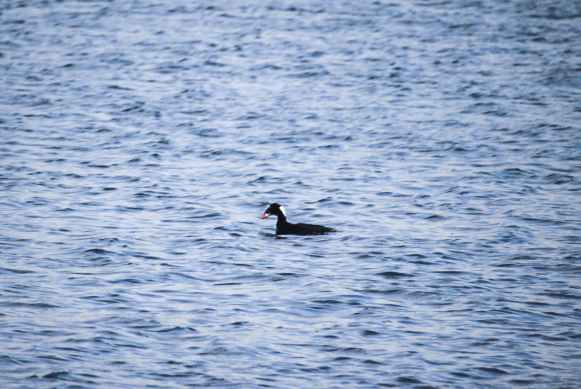 CaStateParksSD's tweet photo. Now is a great time to see the 100s of Surf Scoter sea ducks that are floating near #SilverStrandStateBeach. These ducks migrate north as far as Alaska during summer. On Sats from 3-5 pm we will have an interpreter with a spotting scope at the park so you can take a closer look! https://t.co/VZ3NK2Xcl8