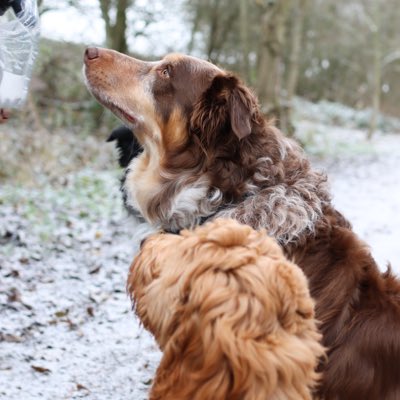 Chester & Crumble tweet media