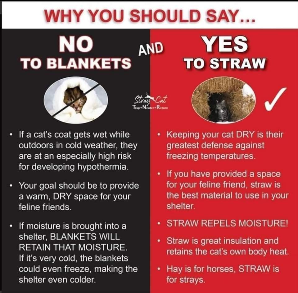 Making warm boxes for stray cats? Use straw not blankets.