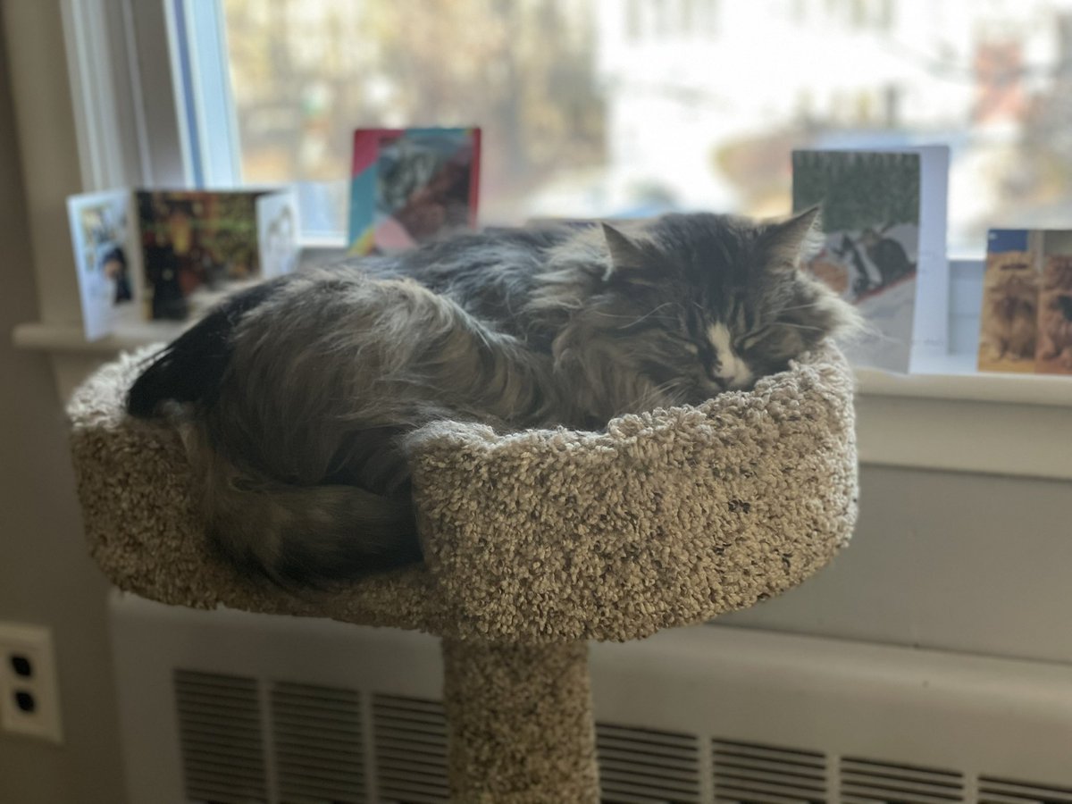 LittleMaineCoon's tweet image. Mommy says I’m the best coworker ever! #HelpfulKitty #WorkingKitty #ProjectManager 
@MaineCoonCatsOH @GeneralCattis