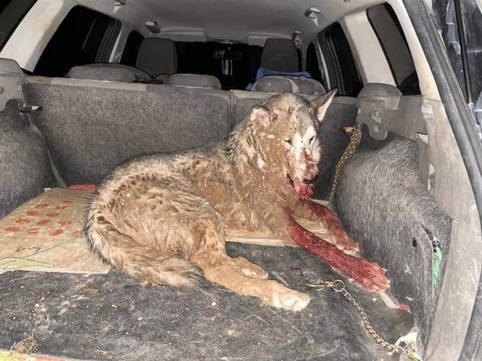 FonsiLoaiza's tweet photo. Este concejal del PP en Muel (Zaragoza) se llama Antonio Clos Andrés y ha sido condenado a 23 meses de prisión por maltrato animal. Disparó a 2 perros a bocajarro y mató a uno de ellos con 400 perdigones en el cuerpo. No entrará en la cárcel y sigue desempeñando cargo público. https://t.co/3qpZ8uxN2I