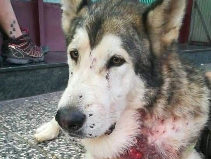 FonsiLoaiza's tweet photo. Este concejal del PP en Muel (Zaragoza) se llama Antonio Clos Andrés y ha sido condenado a 23 meses de prisión por maltrato animal. Disparó a 2 perros a bocajarro y mató a uno de ellos con 400 perdigones en el cuerpo. No entrará en la cárcel y sigue desempeñando cargo público. https://t.co/3qpZ8uxN2I