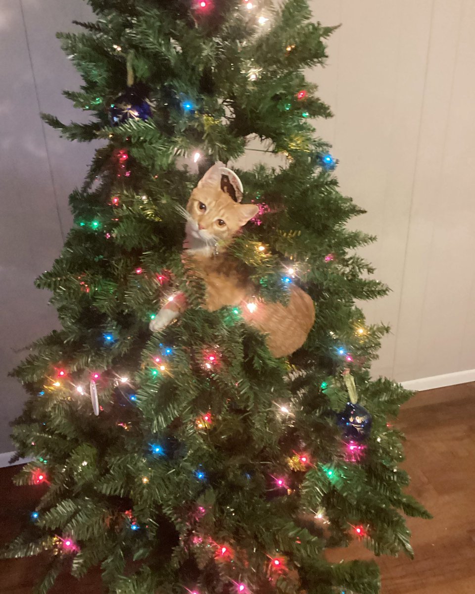 I don’t remember hanging this ornament.