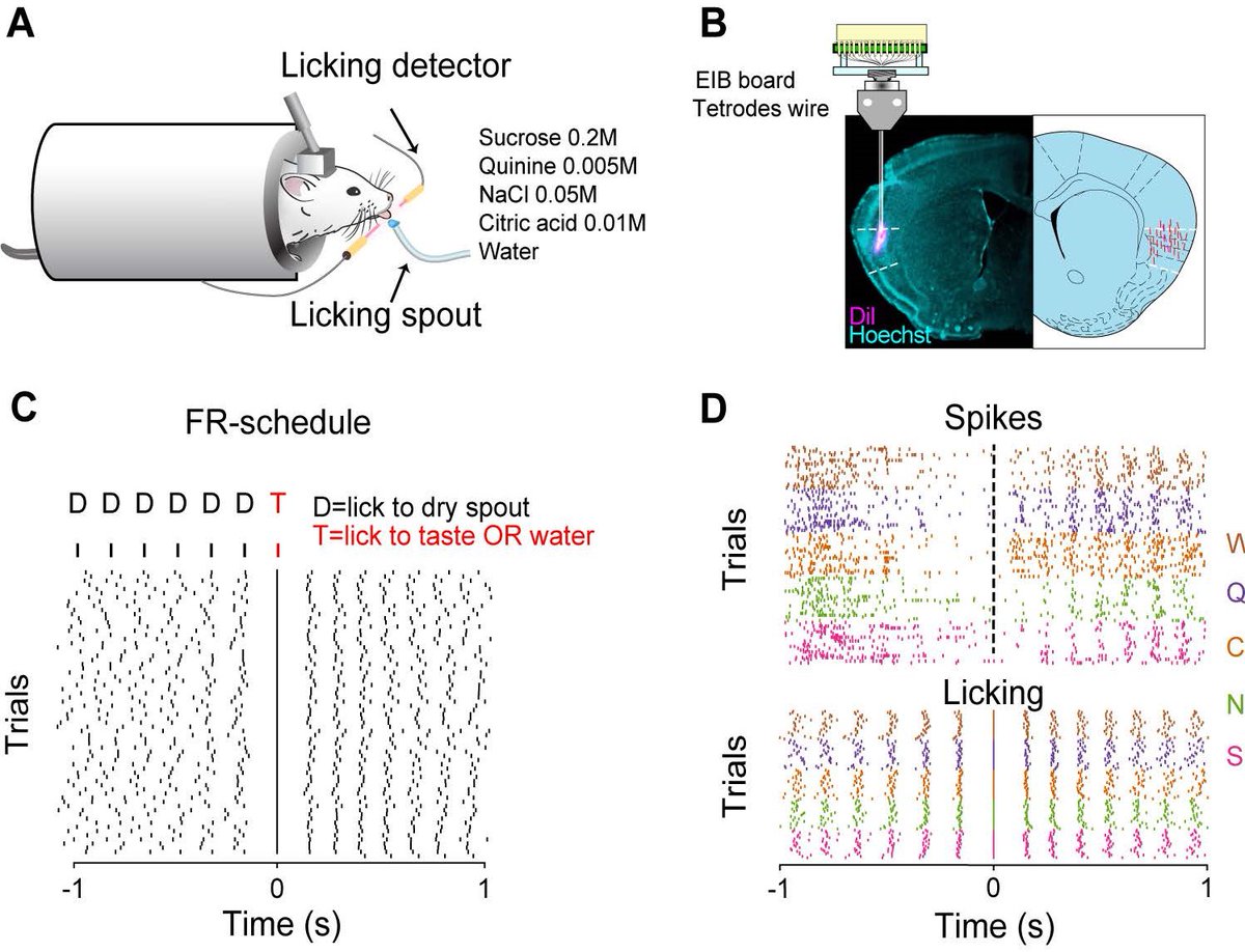 #JNeurosci: Neese, @VincisLab et al. @floridastate show that mouse GC neuron's ability to distinguish between tastes is higher when spike rate &amp; timing are interpreted relative to timing of licks, indicating lick cycle is a key factor for taste processing.
jneurosci.org/lookup/DOI/10.…
