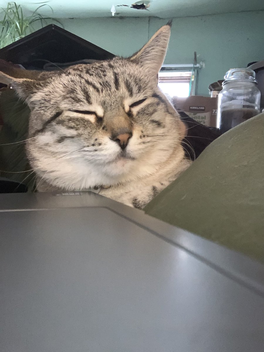 Mntnginger's tweet photo. @seananmcguire She is usually in front of our wood burning stove, but at this time she wanted affection too. https://t.co/kZFRaf58ww