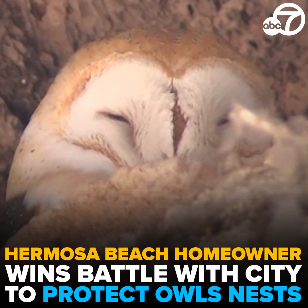 ABC7's tweet image. A Hermosa Beach homeowner is grateful after winning a reprieve in her battle with the city over saving protected owls who have nested in the trees in front of her home. 🦉🥰 abc7.la/3PHWJUm