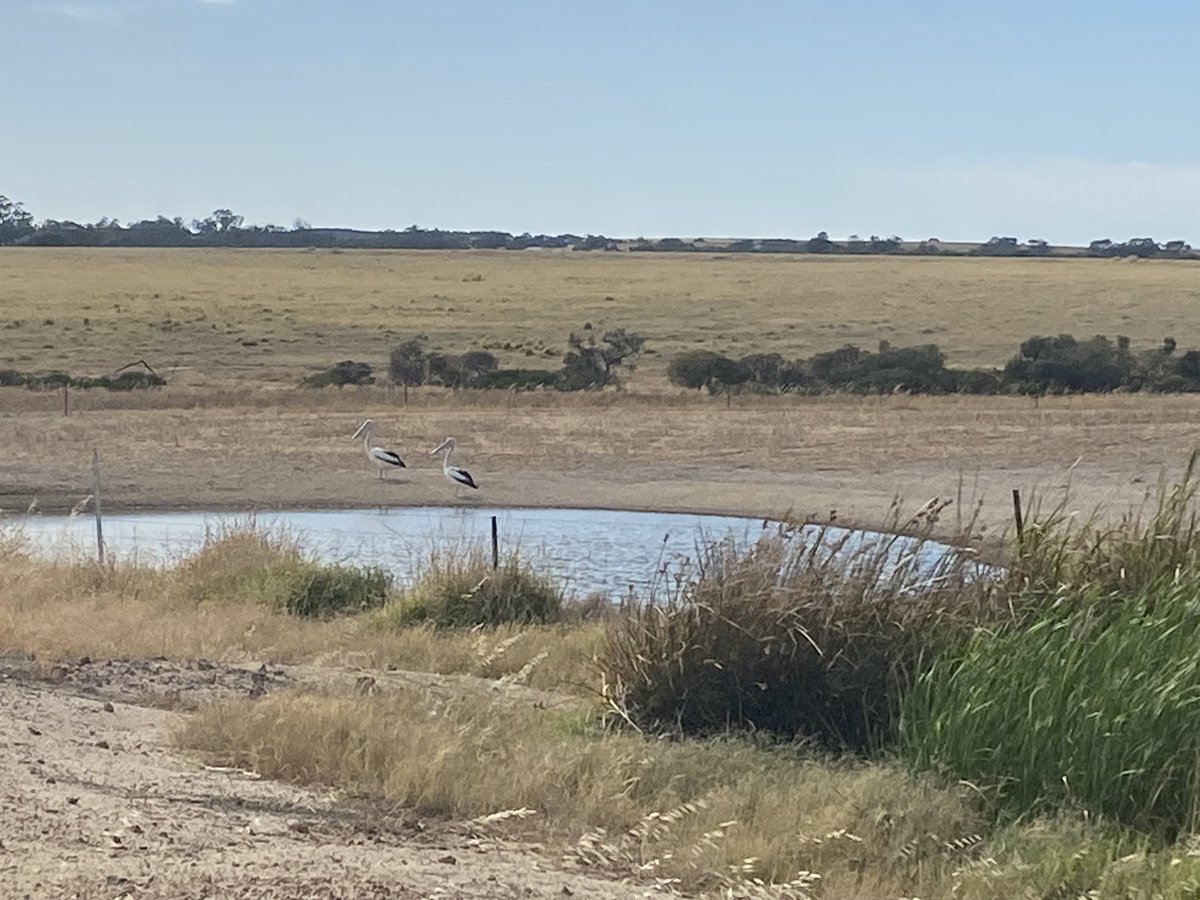 Our farm was once an ancient seabed and we have some soil types that look like the beach, but these guys are taking the piss!#pelicans@bareena