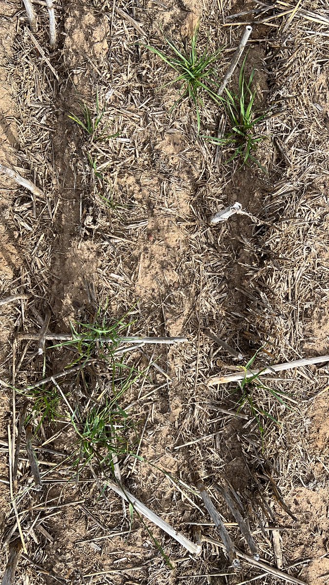 Last day of work for the year and the team are up early to spray our glyphosate formulation &amp; adjuvant trial