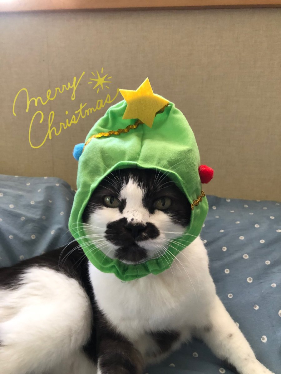 「ハリーのクリスマス」
メアリー・チャルマーズ

こねこのハリーがサンタさんに
お願いしたプレゼントは
あかちゃんねこ

ちいさきものを慈しむ優しさ、
思いやりが沢山溢れています

クリスマスに読みたい心温まる
1冊です

#クリスマス
#読書
#猫のいる暮らし