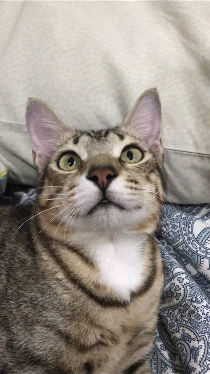 cheki oyip cayo tweet media