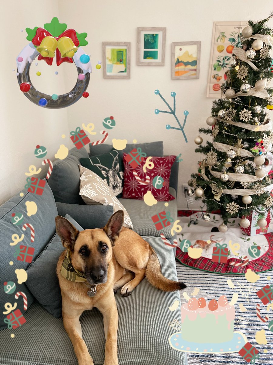 Tiffybirdy's tweet photo. Our fur baby Eve is 7 years old! Thank you for choosing us as your family during the extremely cold Christmas in 2017. You have no clue how much joy you have brought to us since then🥰 Hope you enjoy the mild winter in desert 🌵. https://t.co/itDbCms6Wj