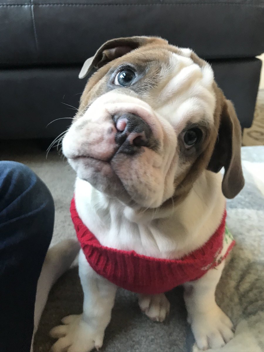 chicharrn13's tweet photo. My #3 Gotcha Day.  I still look like a puppy and I’m still just as cute!  #gotcha #dogsoftwitter #bulldoglover #bulldogs #chicharrón https://t.co/rLzSRQoGFi