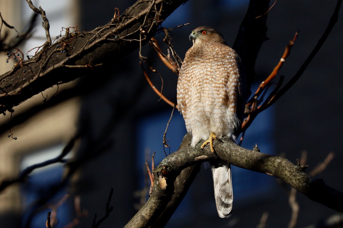 Welcome back to this Cooper's Hawk, a perennial Dec/Jan visitor to this tree in my backyard on the Upper West Side.