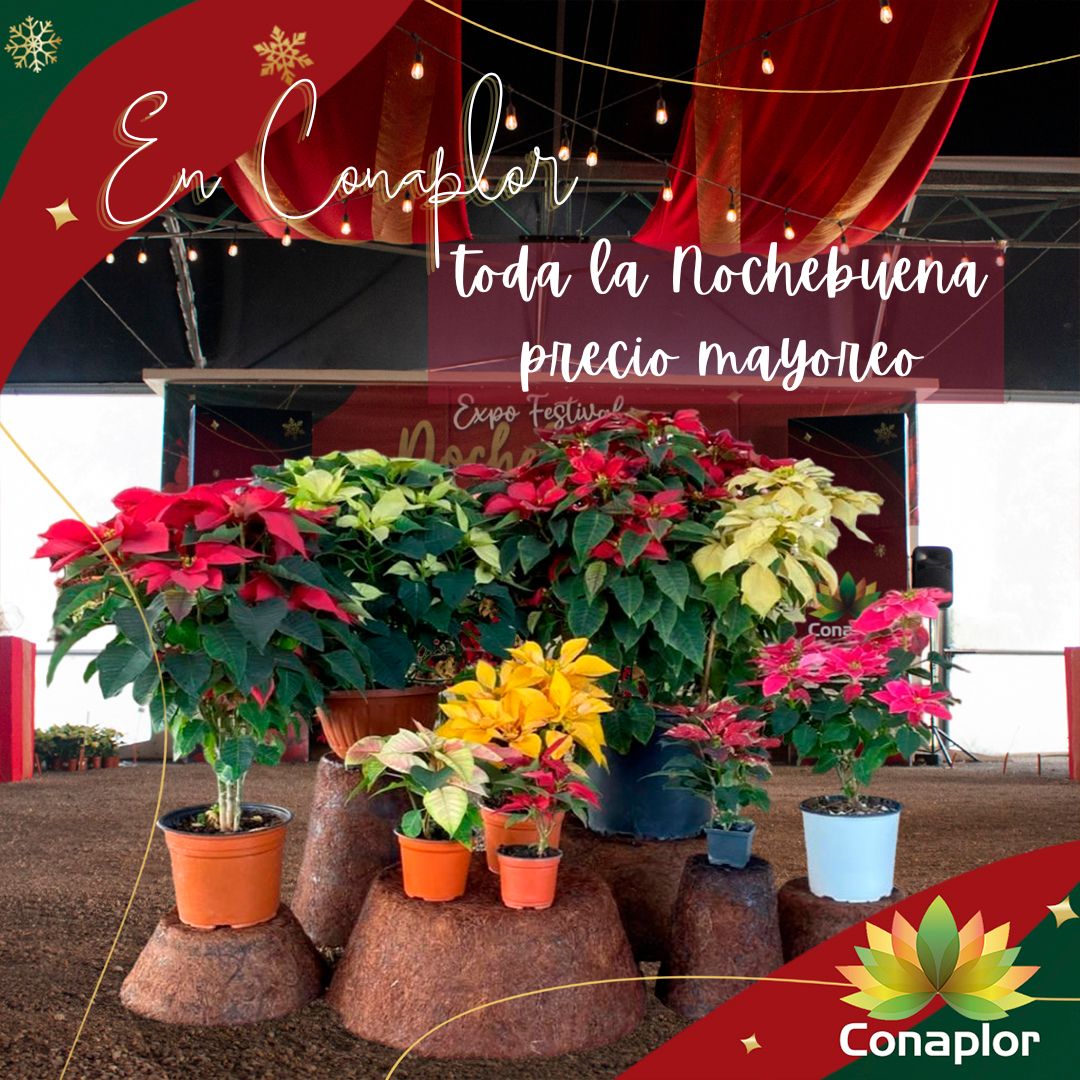 conaplor's tweet photo. Ya estamos a pocos días de que concluya la Expo Festival Nochebuena 2022, te esperamos no te quedes sin tus pascuas. #Conaplor #TuConexiónConLanaturaleza https://t.co/dUW51oMQUf