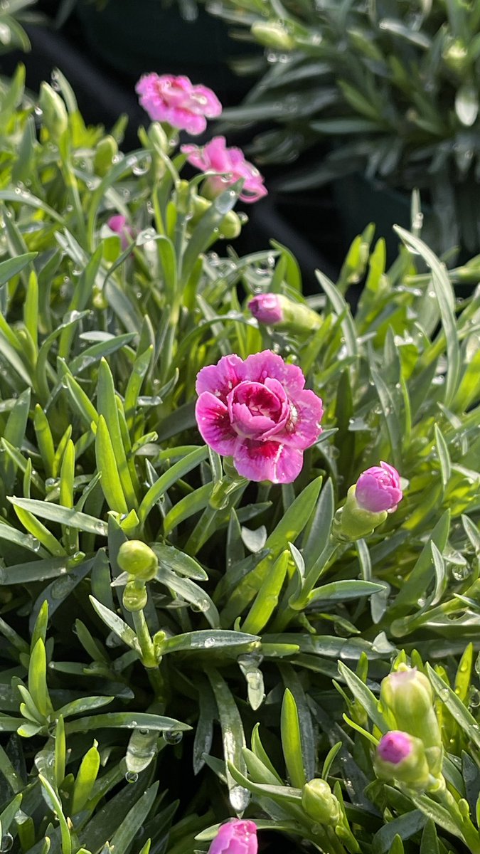 Tanya Carvalho (@tanyacbloomdiva) on Twitter photo Happy #WinterSolstice2022 Guess what blooming in the greenhouse? Pink Kisses carnations blooming for Valentine’s Day 💞<a href="/SelectaOneNA/">Selecta One</a> #blooming #carnations #FlowersOnFriday Happy #WinterSolstice2022 Guess what blooming in the greenhouse? Pink Kisses carnations blooming for Valentine’s Day 💞<a href="/SelectaOneNA/">Selecta One</a> #blooming #carnations #FlowersOnFriday