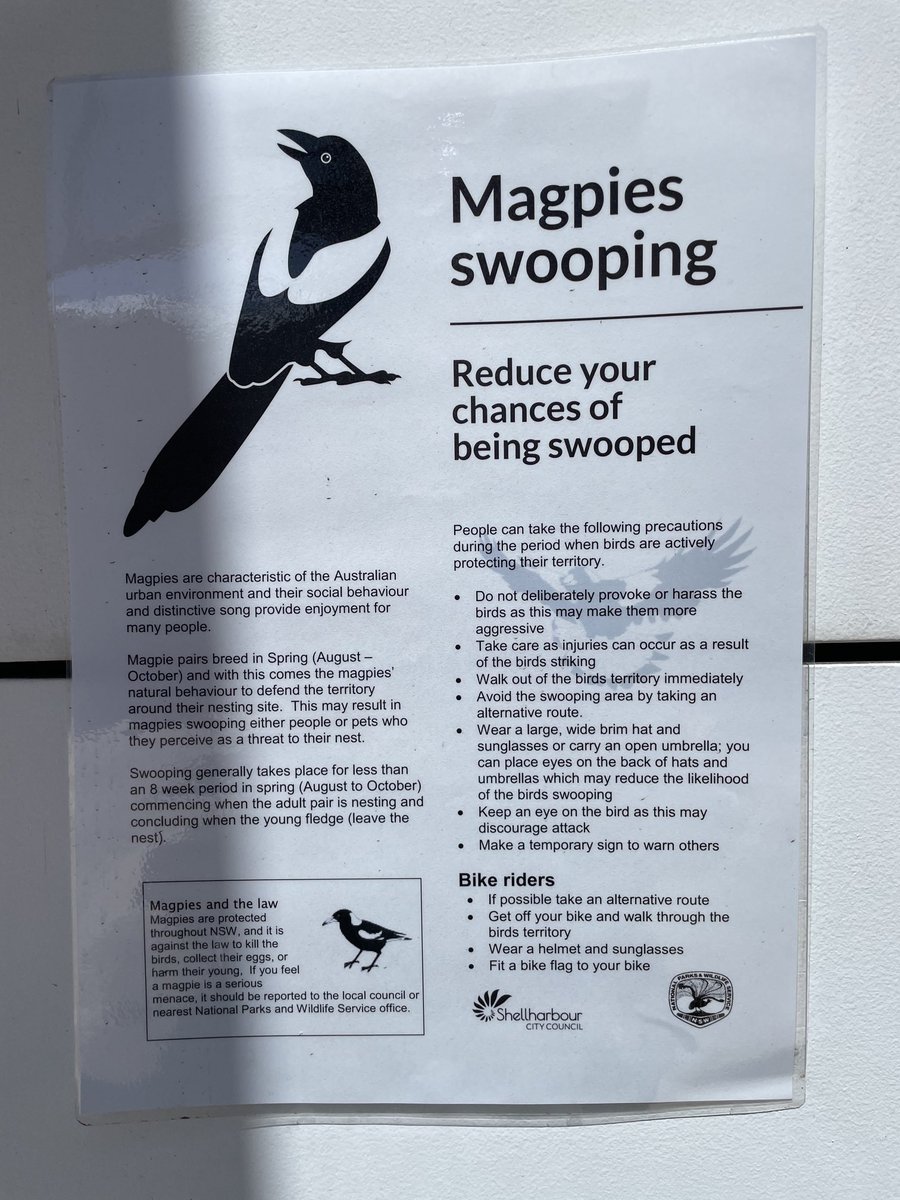 _peterrowland's tweet photo. Great advice! Australian Magpies (Gymnorhina tibicens) certainly do swoop on passers-by. Just not sure that the main image was quite the right choice lol. Pretty birds though. https://t.co/QFR82gucJI