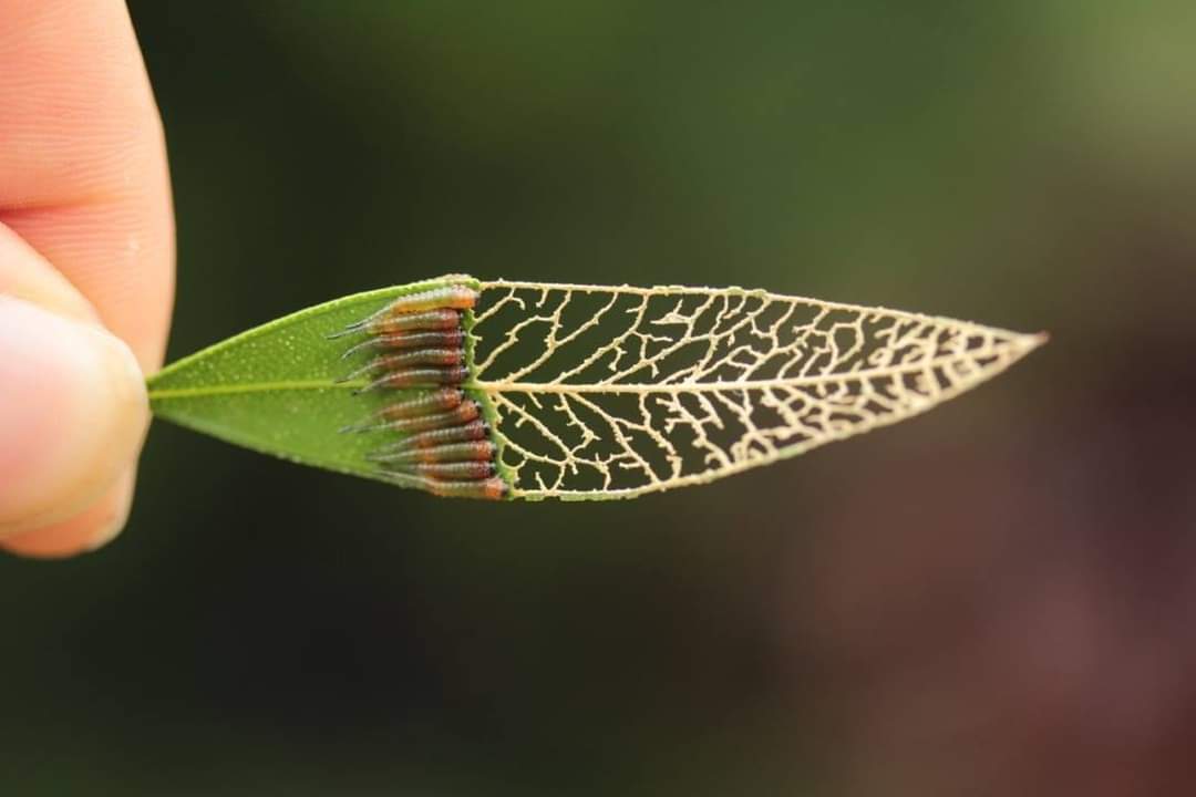 TurfgrassT's tweet photo. Sawfly larvae... https://t.co/c4aY0MliOI