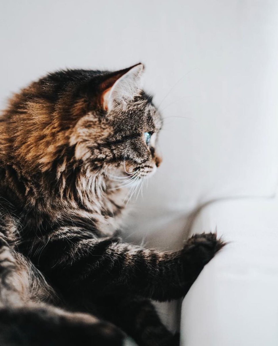 Au revoir ma Gigi et merci pour les 6 années d’amour. Tu laisses déjà un gros, gros vide. 🤍✨🕊️