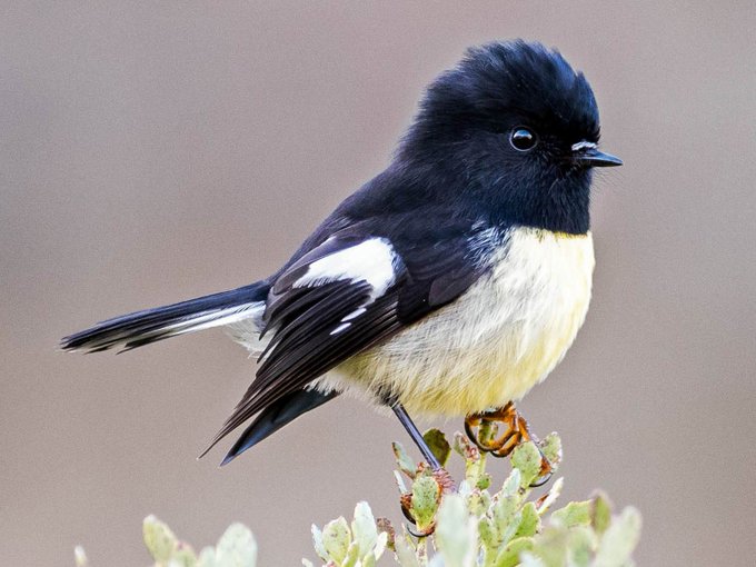 The term tomtit was originally a shortened form of tom titmouse.[3] Either form has been used to describe a number of small birds, but in England tomtit was most commonly used as an alternate name of the blue tit. The word tit is today used for a number of small birds, especially of the family Paridae. Originally, it was used for any small animal or object.