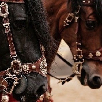 ⠀⠀ ❛ ˖ 𝐕𝐄𝐑𝐒𝐈𝐎𝐍𝐒