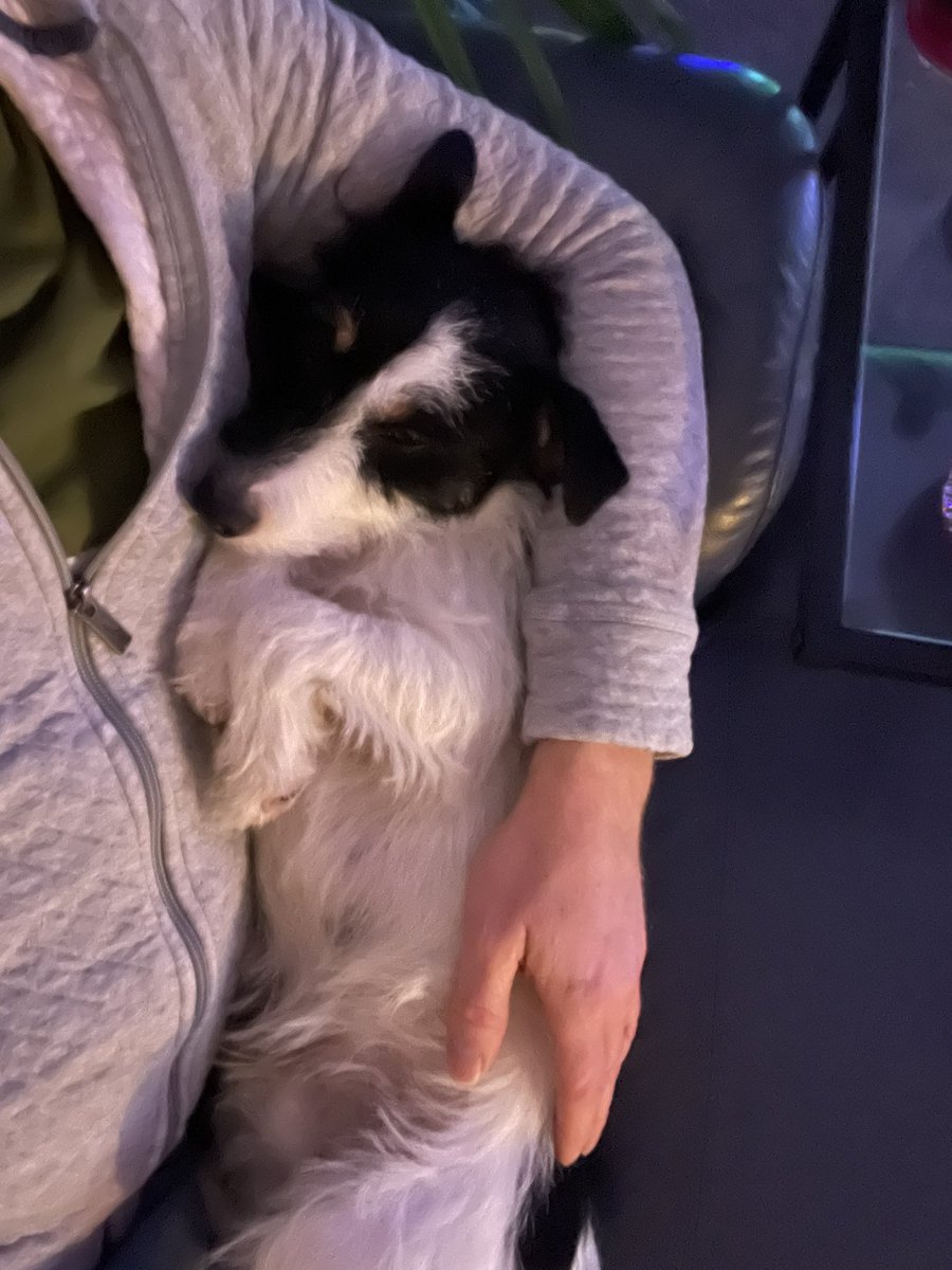 willaur's tweet image. The lodger having cuddles.