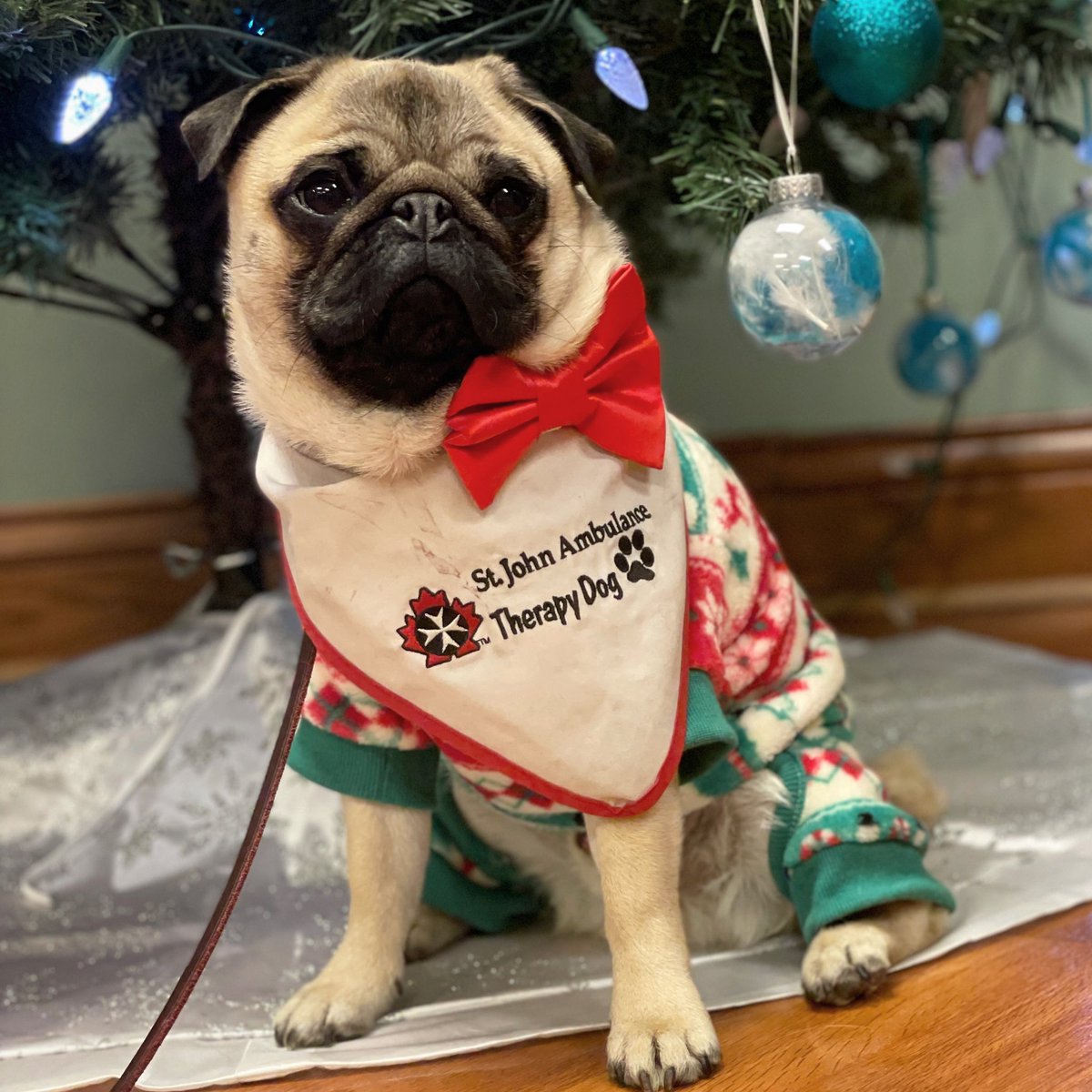 Today was Ugly Jammie Day at #ParkwoodHospital … but … someone forgot to put cookies & milk under the tree🤨 ~ Lil C 

#therapydog 

#pug #Christmas #TisTheSeasonToShowSomeLove #pughugs #ldnont @stjosephslondon
