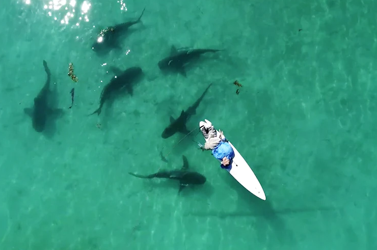 Sharkbanz – The Best Shark Deterrent for Open Water Swimming

Read More: openwaterswimming.com/sharkbanz-the-…

#openwaterswimming #swimmer

<a href="/Sharkbanz/">SHARKBANZ</a>