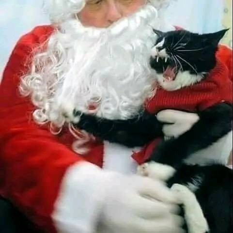 CATBRAINCELL's tweet image. me and who?