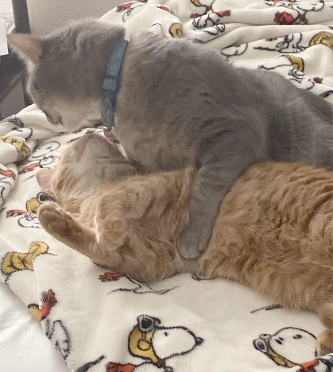 DontShowYourCat tweet picture
