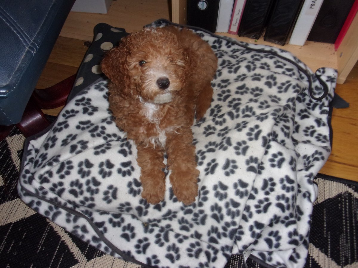 <a href="/cavapooclub/">The Cavapoo Club GB</a> This is Pippa, five months old.