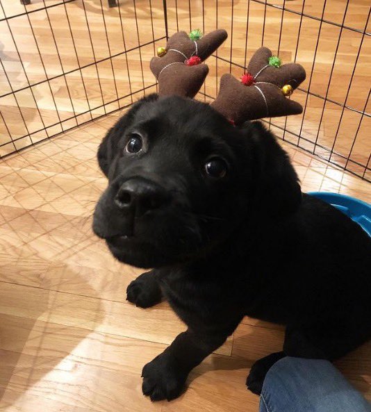 We only rate dogs. This is a little reindeer who's wondering where tryouts are for Santa's sleigh. Please try to only send dogs. Thank you… 12/10