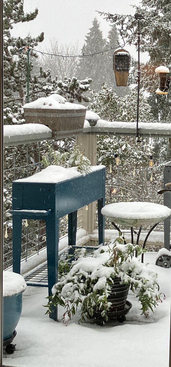 webbish6's tweet image. Happy Solstice! Here is some #seattlesnow, and some birds in snow: #birds #towhee #finch