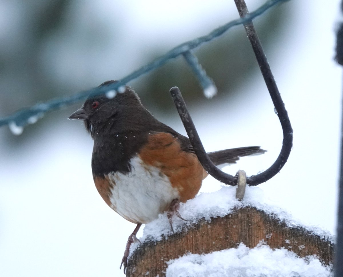 webbish6's tweet image. Happy Solstice! Here is some #seattlesnow, and some birds in snow: #birds #towhee #finch