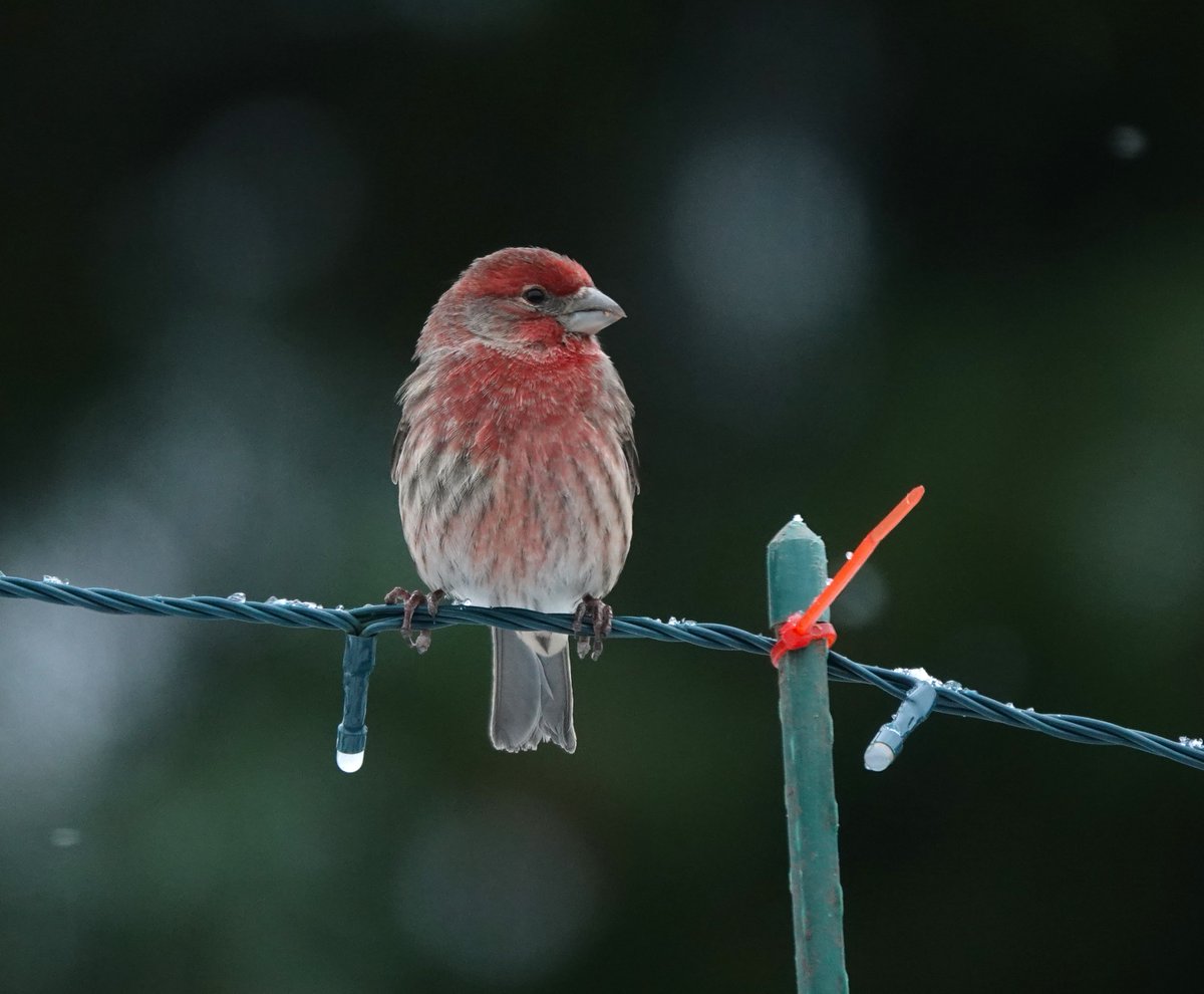 webbish6's tweet image. Happy Solstice! Here is some #seattlesnow, and some birds in snow: #birds #towhee #finch