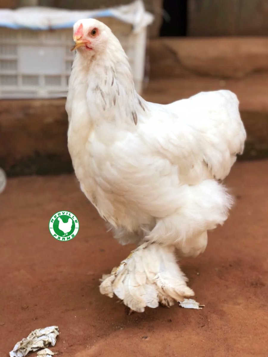Redvillefarms's tweet photo. We’ve got Beautiful Brahmas 🤍 https://t.co/yvFZezxhHi